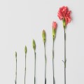 Growing Pains